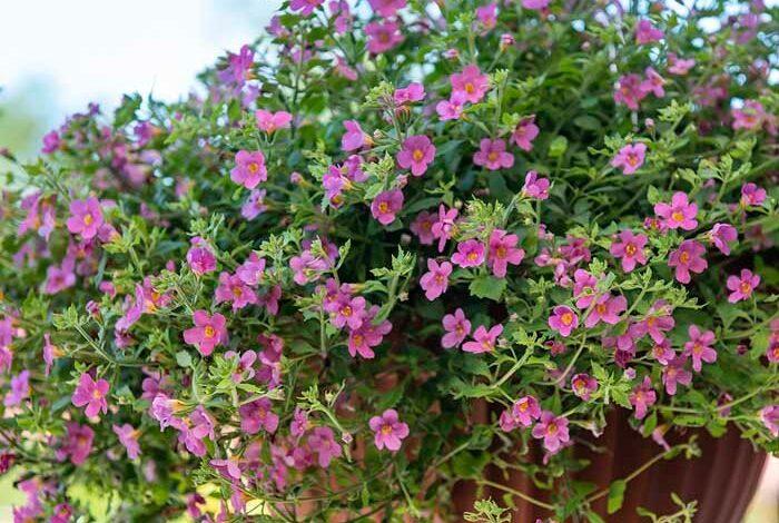 Blomster og Planter: En Omfattende Guide til Grønn Glede