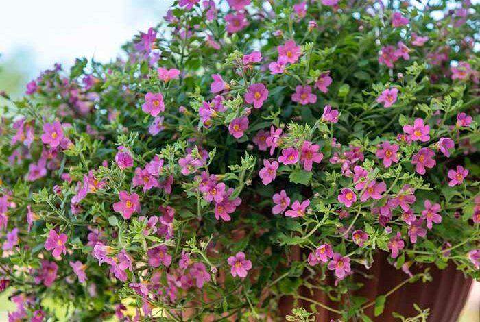 Velduftende sommerblomst som blomstrer med små søte blomster gjennom hele sommeren.