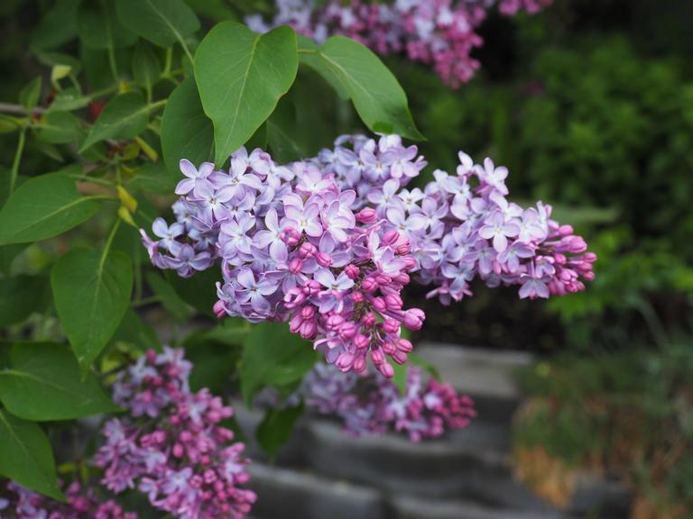 Blomsterknopper og blomster på en lilla syrinbusk, vi viser hvordan man beskjærer syrin.