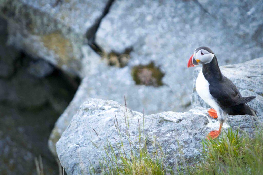 lundefugl blir kalt puffen bird på engelsk. den kan sees på fugleøya runde langs atlanterhavsveien