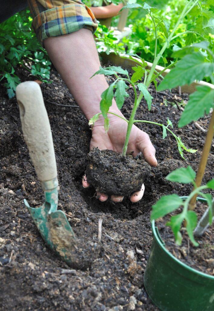 Planting av tomatplante