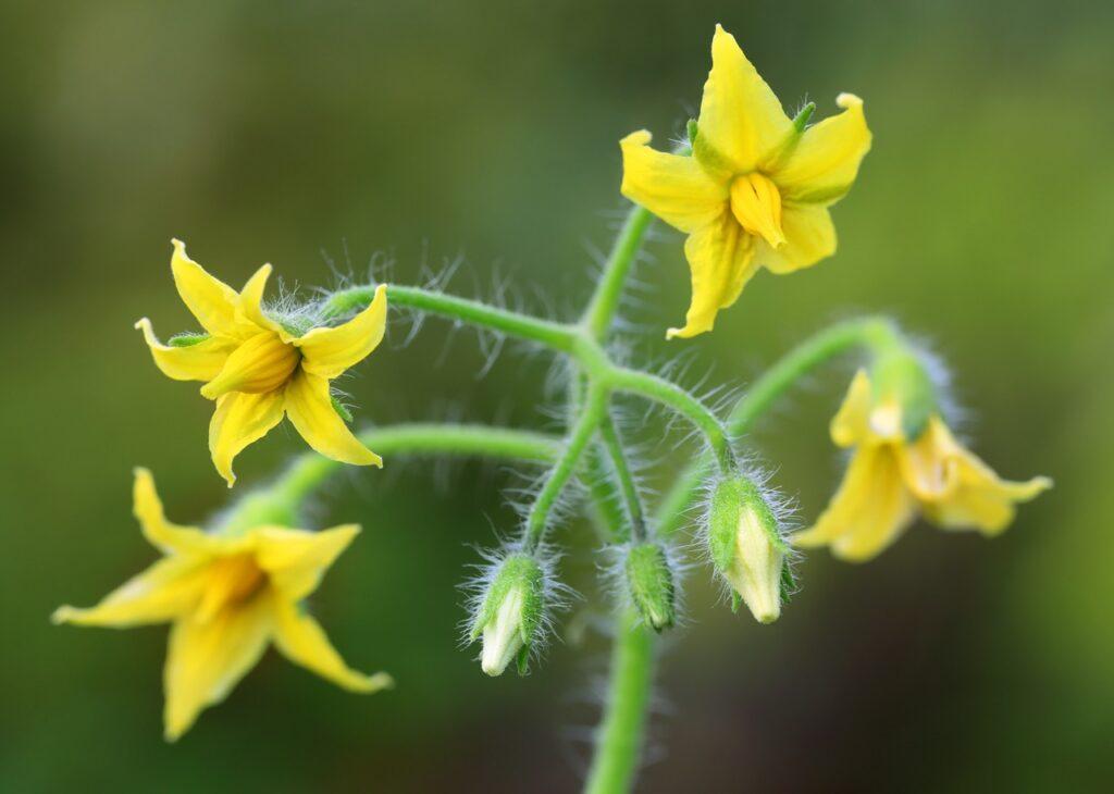 Blomst på tomatplante