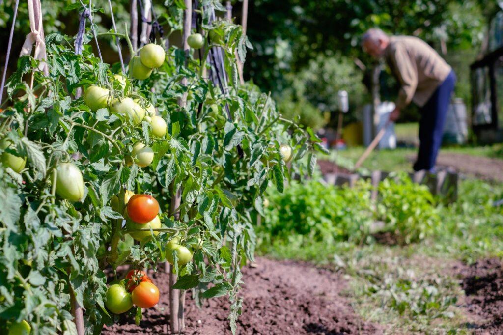 Tomatplante på friland i kjøkkenhage