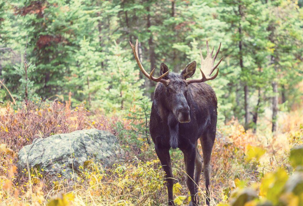 Bilde av elg ute i naturen.  Her får du oversikt over når du kan jakte på elg i 2023. 