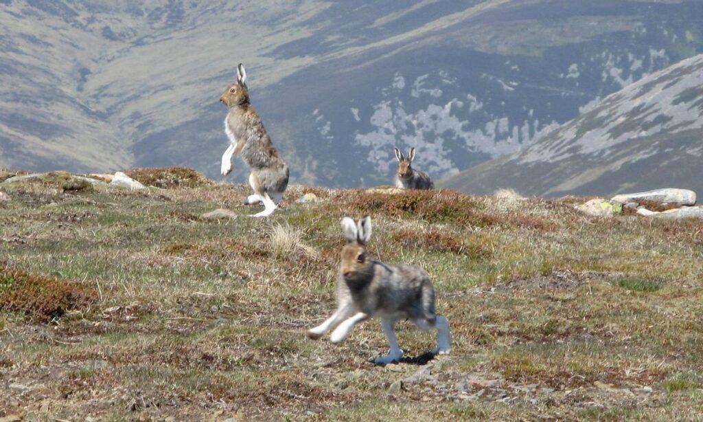 Jakt: Harer hoppende på gress på fjell. Vi gir deg oversikt over regler og jaktsesong, samt tider for harejakt i Norge i 2023.