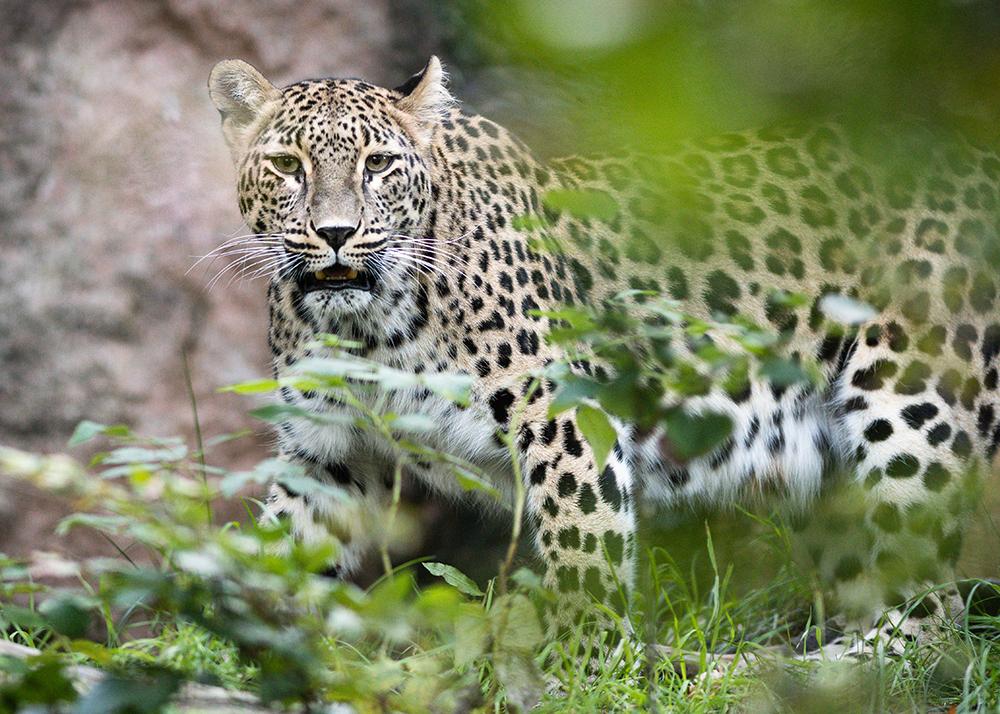 Bilde av persisk leopard i fornøyelsesparken Nordens ark i Sverige. 