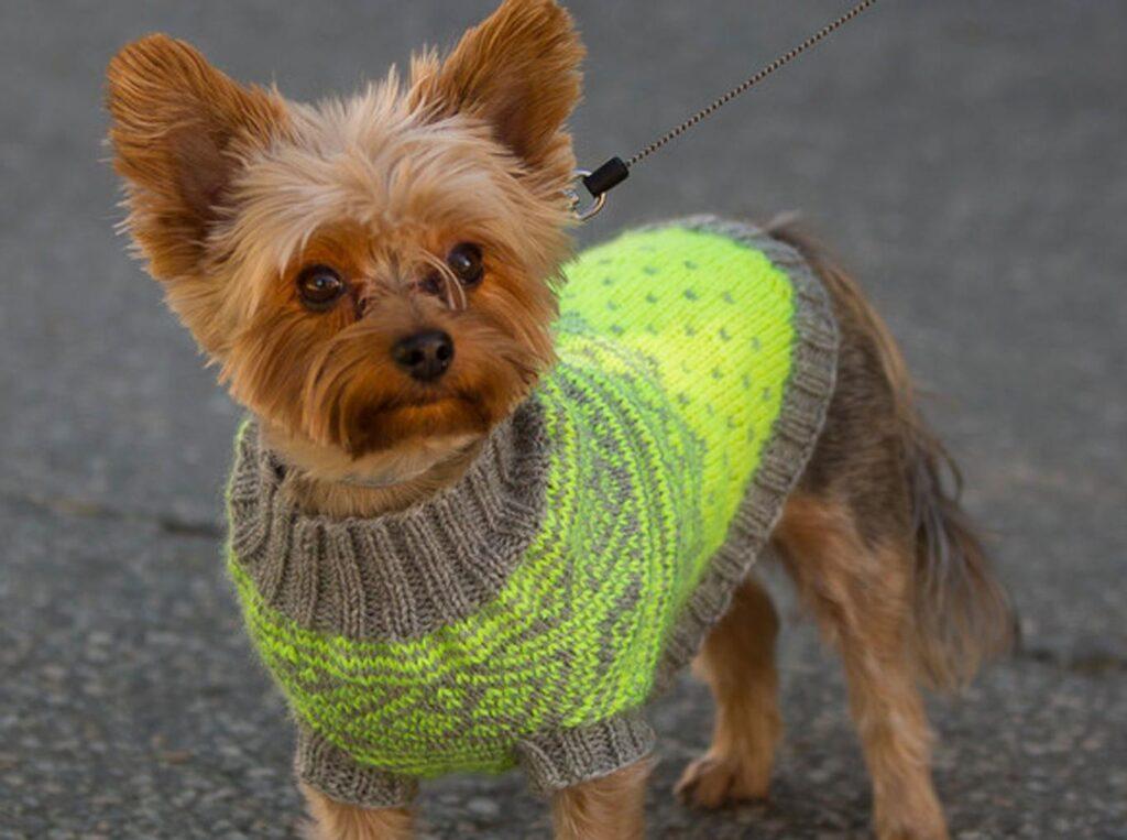 Yorkshire terrier i signalgul strikkegenser med Marius-mønster.