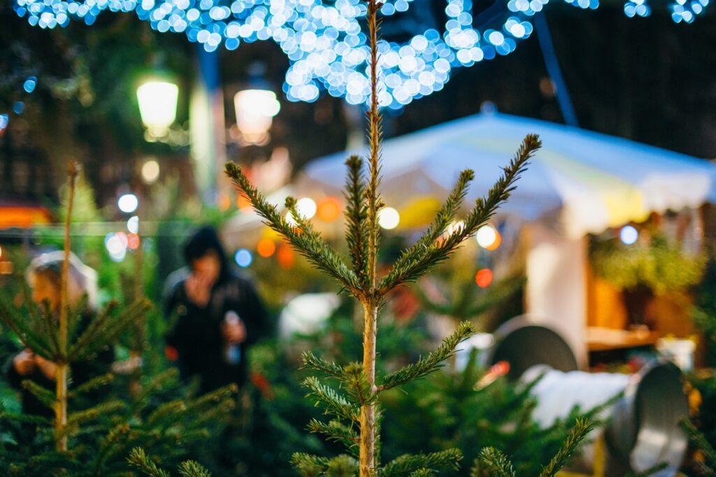 Hvordan forlenge levetiden på juletre? Bilde av juletre på juletreutsalg ute.