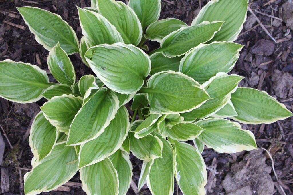 Nærbilde av grønnplanten Hosta i en hage. Vi har samlet fem uteplanter som tåler «alt» og som er lettstelte.