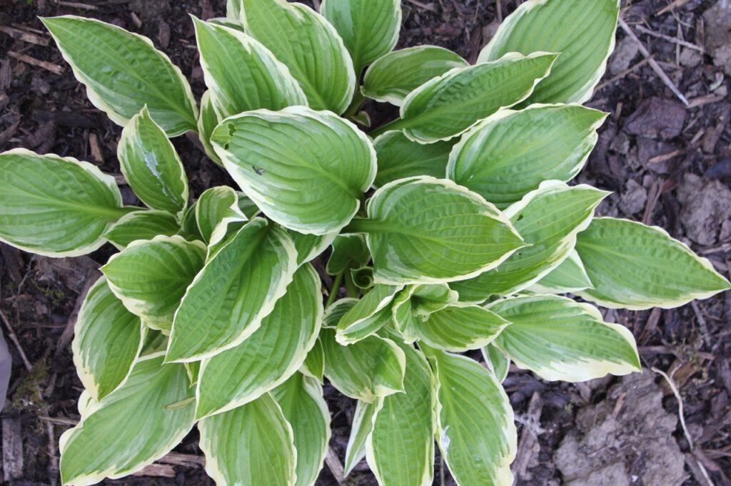 Nærbilde av grønnplanten Hosta i en hage. Vi har samlet fem uteplanter som tåler «alt» og som er lettstelte.