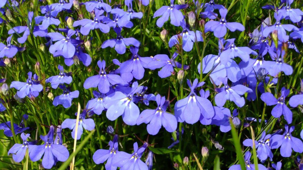 Nærbilde av en eng med blå lobelia.  Vi har samlet fem uteplanter som tåler «alt» og som er lettstelte.