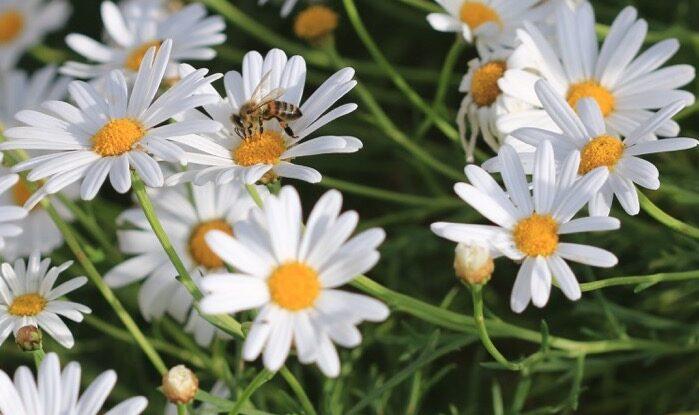 Nærbilde av flere hvite tusenfryd-blomster. Vi har samlet fem uteplanter som tåler «alt» og som er lettstelte.