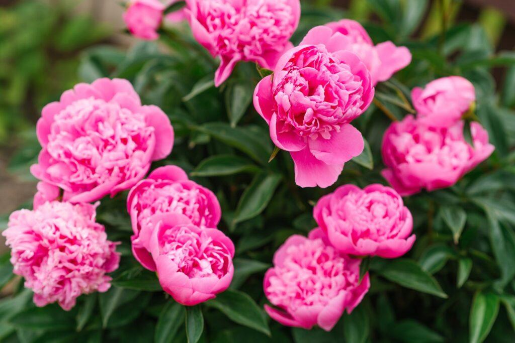 Nærbilde av en klase med rosa peoner. Vi svarer på: Hva betyr peoner? Hvordan stelle peoner? Når blomstrer peoner? Hvorfor blomstrer ikke peoner? Hvor trives peoner? Er peoner giftige?