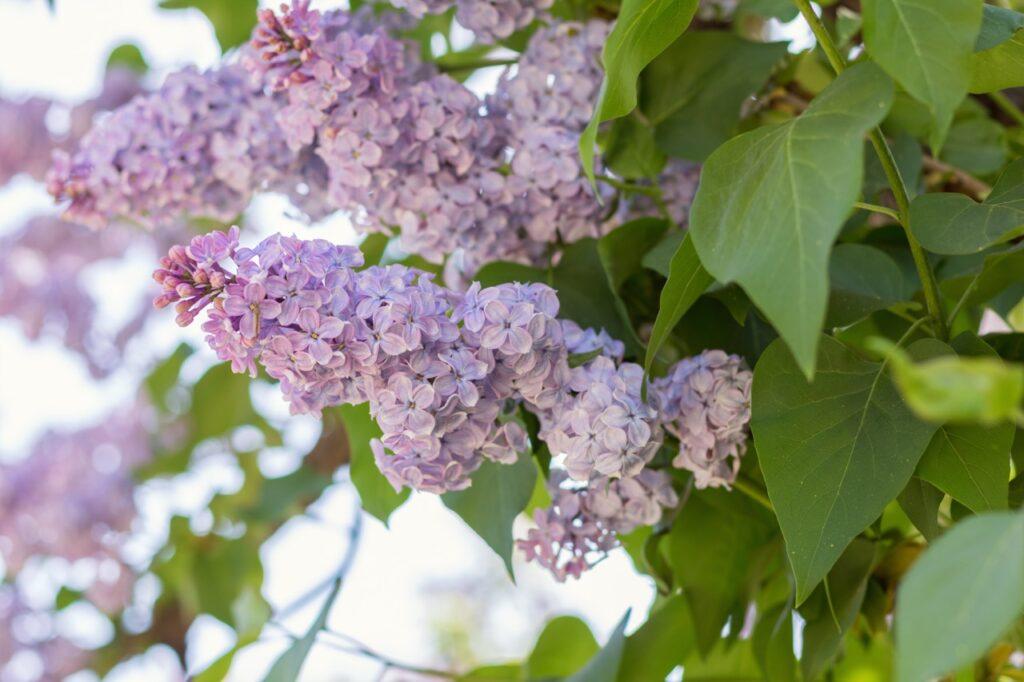 Beskjæring av syriner: Bilde av syriner som blomstrer.