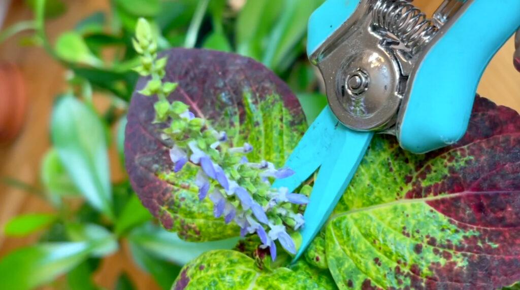 Blå blomstersaks i ferd med å klippe av blomsten av en coleus-plante. Vi forklarer hvorfor du bør gjøre dette.