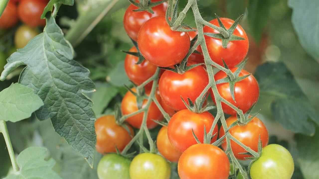 Tomatplante med modne tomater