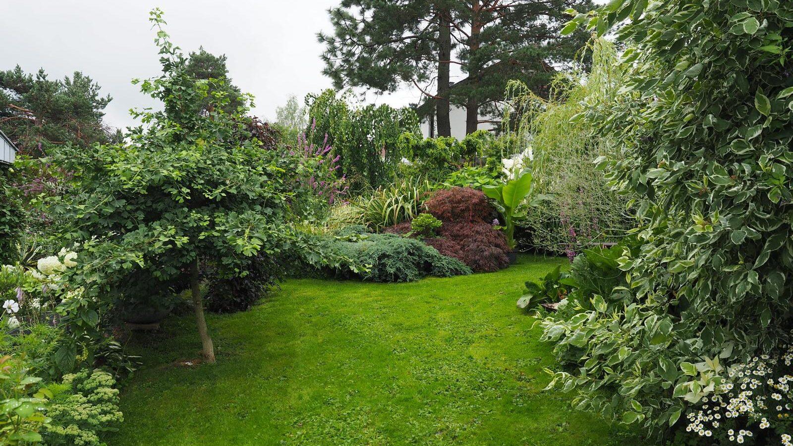 Bilde av en frodig grønn hage med trær og en grønn plen. Vi forteller deg hva du må gjøre med plenen nå for å få den grønn og fin til sommeren.