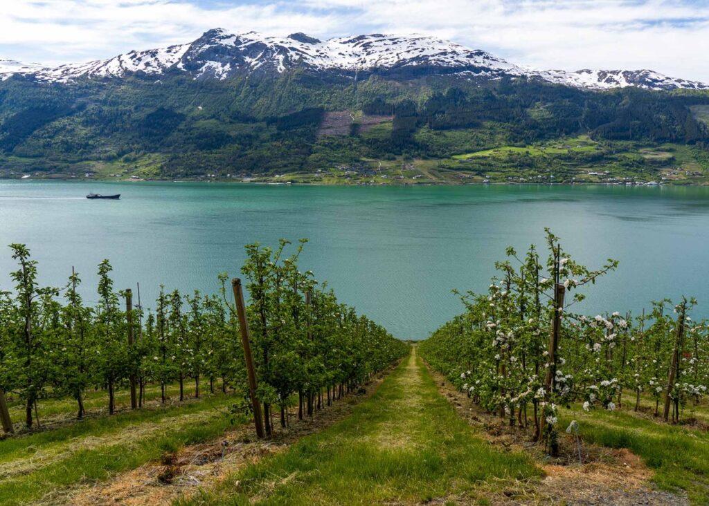 Utsikt over en frukthage i Hardanger som strekker seg ned mot en bred fjord med grønt vann. I bakgrunnen ruver snødekte fjell under en klar, blå himmel. En båt er synlig ute på fjorden, og på den andre siden av vannet kan man se spredte hus og grønne marker langs fjellsidene. Her får du tips til syv vakre bilturer i Norge som er perfekt for norgesferien. Geiranger og Trollfjorden, Atlanterhavsveien, Lofoten, Hardanger, Rondane, Gamle Strynefjellsvegen, Senja.