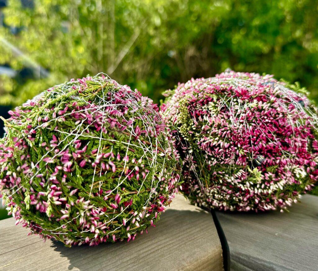 Bildet viser to vakre, håndlagde lyngballer plassert på en treoverflate, med en grønn bakgrunn av trær som gir en naturlig og harmonisk stemning. Lyngballene er dekket med lilla og rosa lyng, surret fast med tynn tråd, som gir et stramt, men dekorativt uttrykk. Detaljene i lyngen fremhever den naturlige skjønnheten, mens de delikate fargene skaper en frisk og høstlig dekorasjon som kan pryde både innendørs og utendørs miljøer. Dette er et kreativt DIY-prosjekt som viser hvordan lyng og enkle materialer kan brukes til å lage estetiske og unike dekorasjoner.