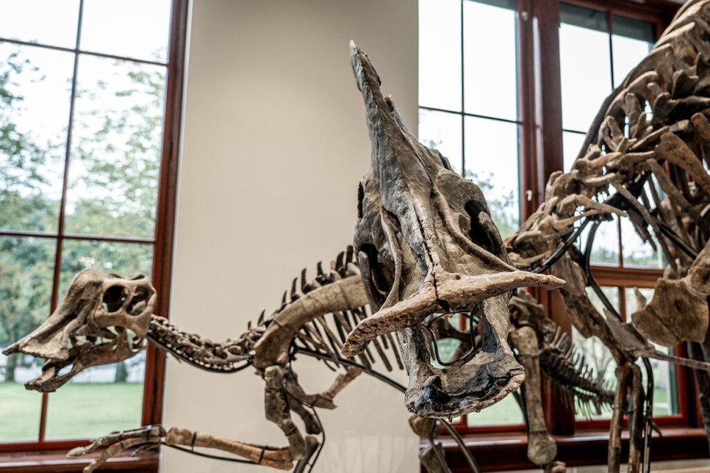 Norges to første ekte dinosaurskjeletter stilles ut på Naturhistorisk museum i Oslo.