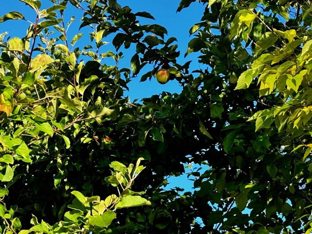 Bildet viser et frodig epletre med tett løvverk, hvor noen få epler er synlige blant de grønne bladene. Sollyset skinner på bladene, og den klare blå himmelen i bakgrunnen skaper en kontrast til det grønne treet. Et av eplene skiller seg ut, rødt og modent, hengende blant de grønne bladene, og gir et idyllisk bilde av sensommer eller tidlig høst.