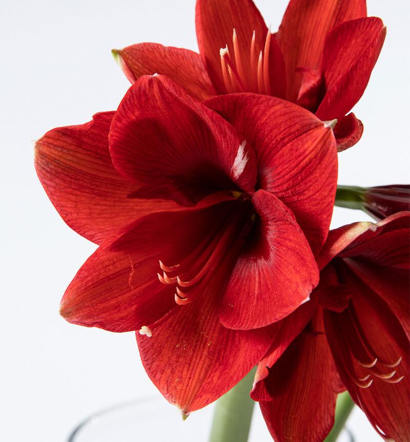 Bestill avskårne amaryllis her