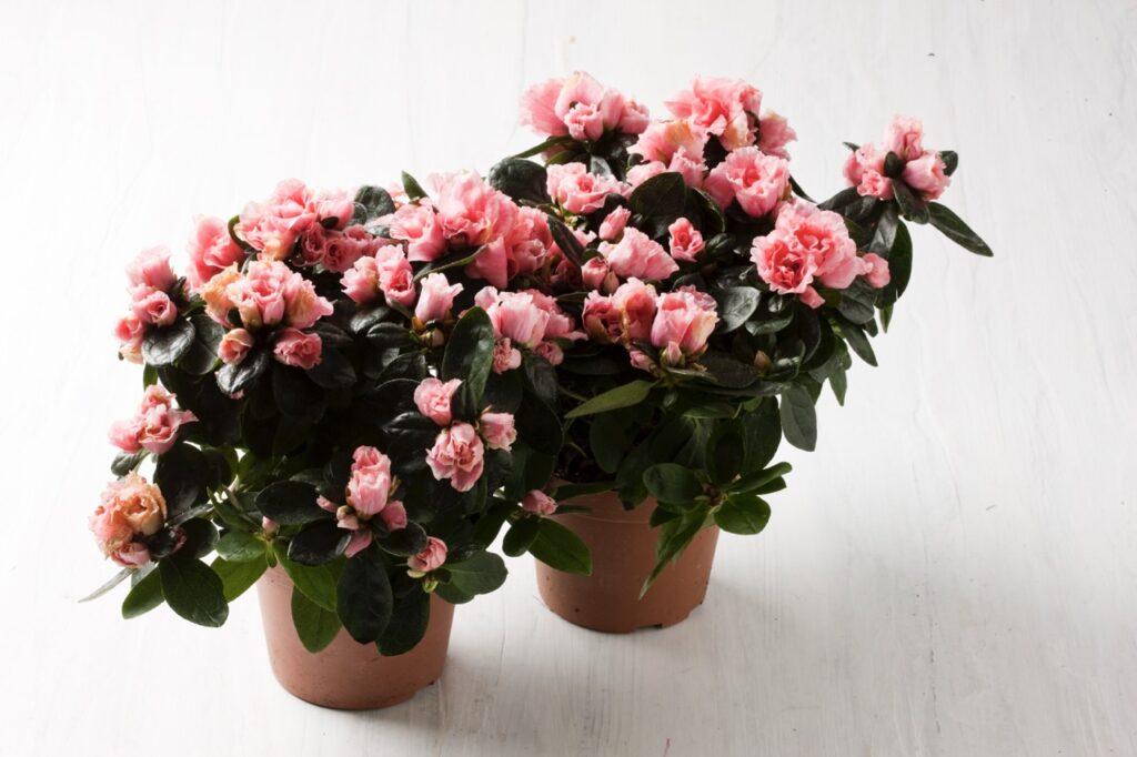 To potter med rosa azalea i full blomst mot en lys bakgrunn. Bladene er dypgrønne og blanke, mens de fyldige, rosa blomstene er kompakte og tette. Azaleaen skaper et friskt og frodig inntrykk og er perfekt som julepynt i vintermørket.