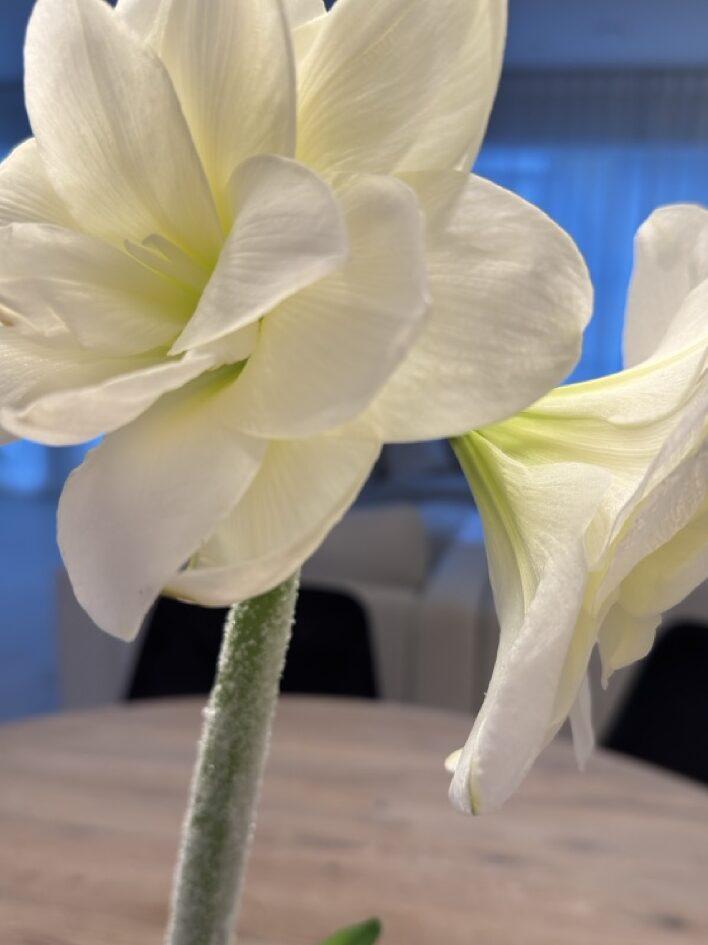 Et nærbilde av en grønn stilk på en hvit amaryllis-blomst, lett dekket med frost som gir den et krystallaktig preg. Frostlaget skaper et vinterlig uttrykk som kontrasterer med de myke, hvite kronbladene, og bringer assosiasjoner til kalde vinterdager. Bildet fanger det naturlige og elegante i blomsterdekorasjon til jul.