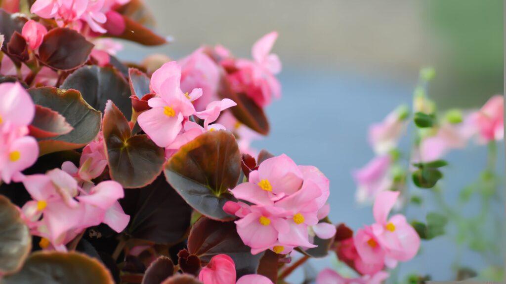 Nærbilde av juleglede med rosa blomster og mørkegrønne blader. De små, sarte blomstene gir et hjemmekoselig preg, mens bakgrunnen er uskarp og tilfører en lett, drømmende atmosfære til bildet