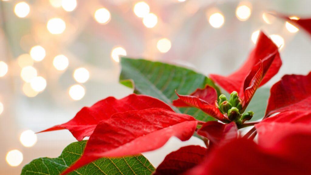 En julestjerne med sterke røde blader og grønne innslag, fotografert i varmt lys med defokuserte julelys i bakgrunnen. De levende fargene og lysene gir en lun og festlig julestemning til bildet.