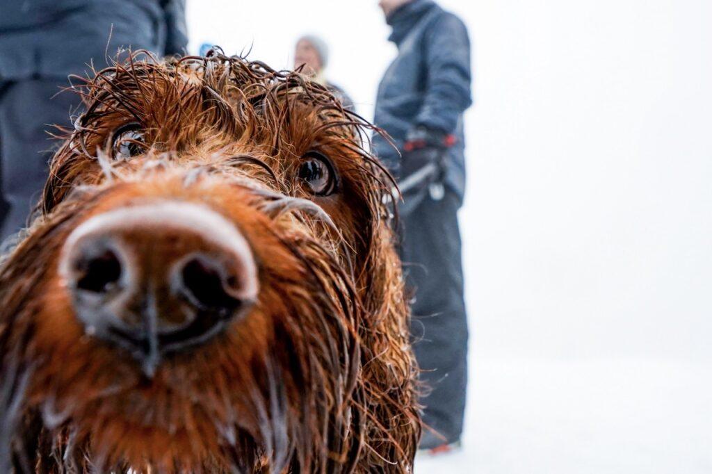 Kronprins Haakon og kronprinsesse Mette-Marit deltar sammen med hunden Molly Fiskebolle under 20-årsmarkeringen av Speideraksjonen på Øvresetertjern i Oslo.