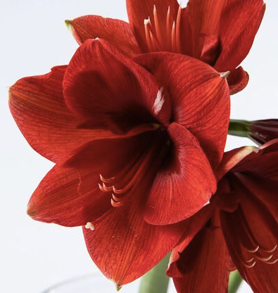 Røde amaryllis