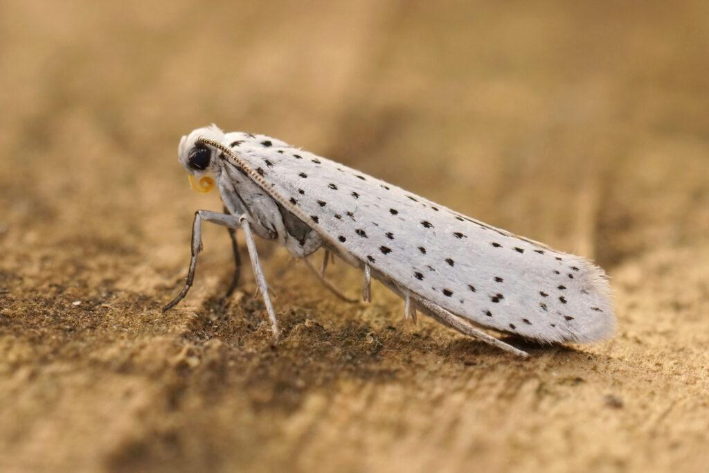 Makrobilde av den voksne heggspinnmøllen med hvite vinger og tydelige svarte prikker.

