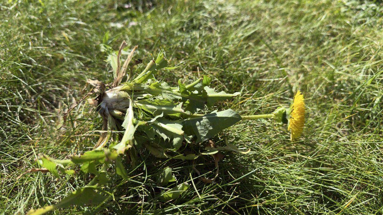 Et nærbilde av en hel løvetannplante som ligger i gresset etter å ha blitt luket opp. Røttene, bladverket og blomsten er synlige, og viser hvor dyp og kraftig roten kan være – noe som gjør løvetann vanskelig å fjerne uten riktig teknikk.