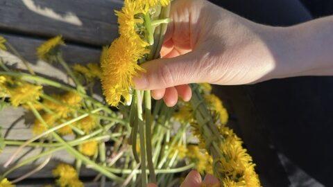 To hender fletter sammen stilkene til løvetann i sollys på en terrasse. Lag en enkel og naturlig blomsterkrans til håret med løvetann – perfekt til barn, fest og sommerlek
