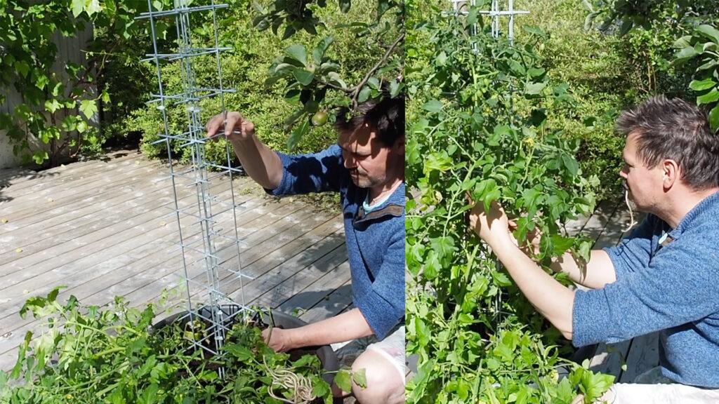 Mann bygger espalier av armeringsjern og strips i en hage. På venstre side vises selve konstruksjonen i metall, plassert i en stor potte med tomatplanter. På høyre side er tårnet fylt med frodige tomatplanter som har klatret opp støtten. Bildet er tatt på en solrik terrasse omgitt av grønt løvverk.