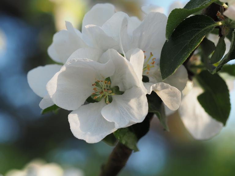 Nærbilde av hvite epleblomster på grein.