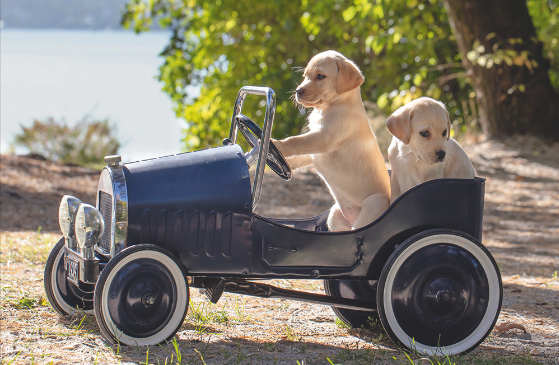 bilde fra årets valpekalender fra blindeforbundet med to hunder som sitter i en liten bil