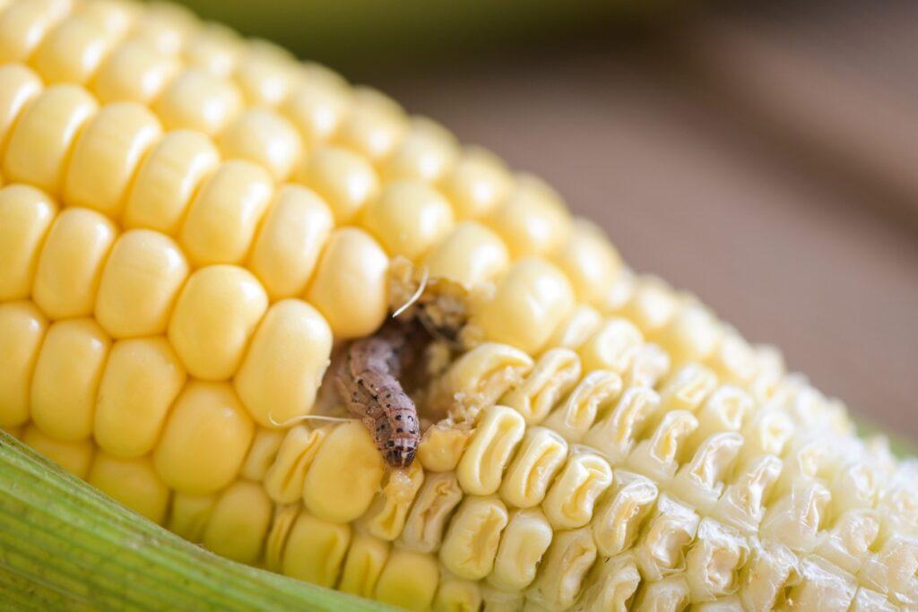 Bilde av en larve i en maiskolbe til artikkel om hvor mye avføring, insekter, hår og mugg som er tillatt i maten vi spiser.