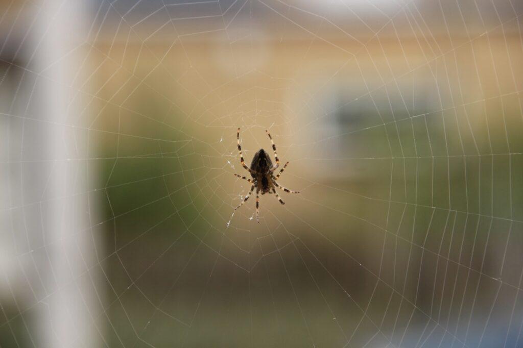 Bilde av edderkopp i spindelvev på hus. Vi forteller hvorfor ekspertene sier at du ikke skal drepe edderkoppene.