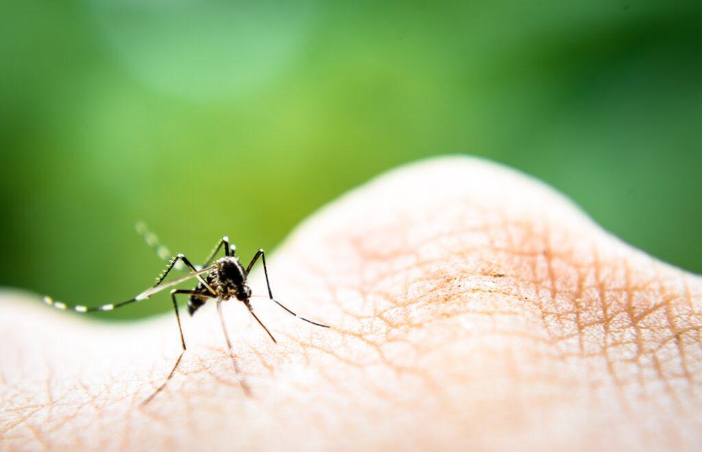 En mygg i ferd med å spise sitter på en menneskekropp, med natur i bakgrunnen.