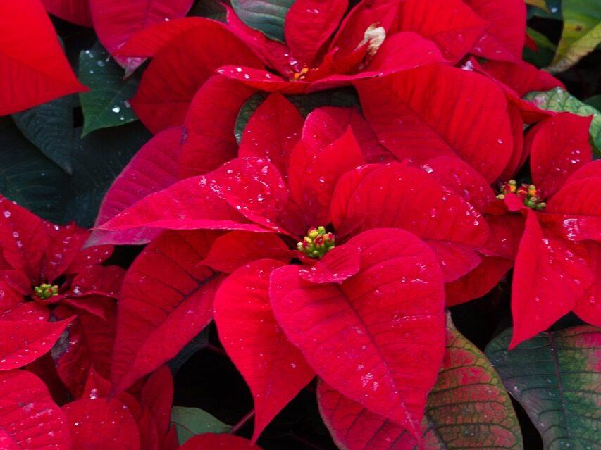 Bilde av en av julehøytidens mest populære blomster; julestjernen i vakker rød. Blomsten som også finnes i hvit har preferanser både når det kommer til temperatur, vanning og plassering. Vår hageekspert Espen Skarphagen forteller deg svaret på alle - og vipps så lever julestjernen din lenger!