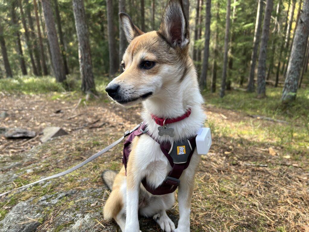 Norsk Lundehund som sitter i en grønnkledd skog. Hun har en lilla sele på hvor det er festet en hvit GPS-tracker. Vi har testet Lildog som er GPS til hund.