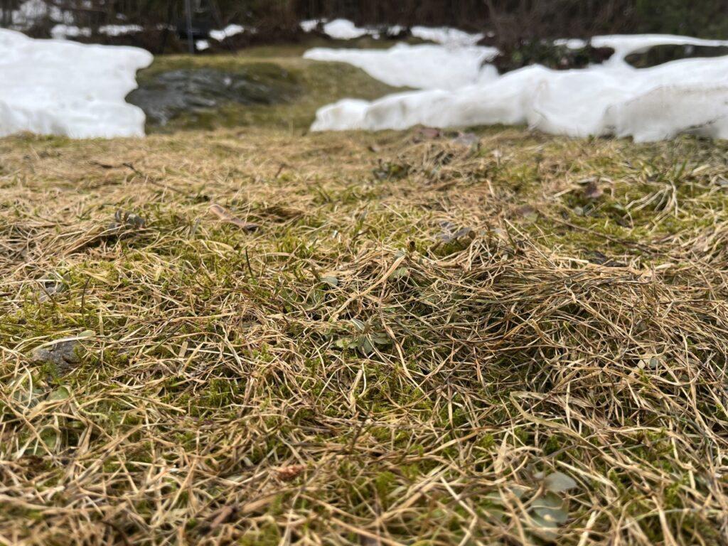 Slik får du grønt gress med plenlufting. Bilde av mose på gressplen.