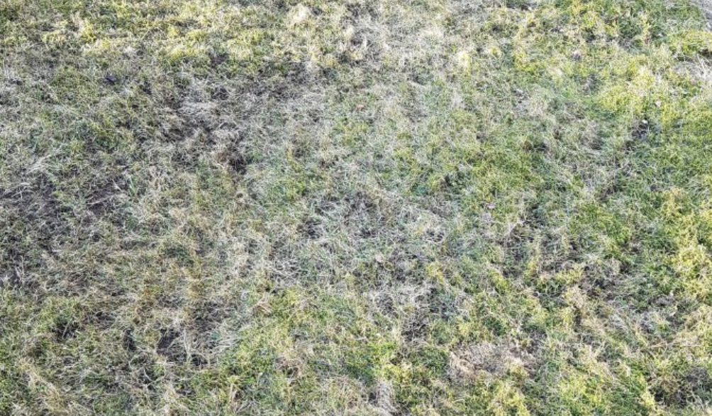 Kalking av gressplen: Bilde av en plen etter snøen har smeltet.