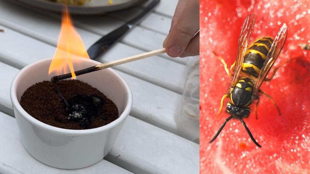 To bilder - bildet til venstre holdes en fyrstikk med flamme ned på en skål fylt med kaffe. Bildet til høyre er en veps på en vannmelon.