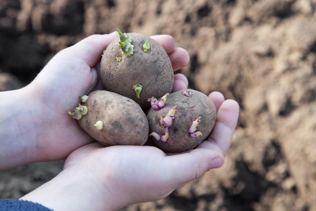 To hender som holder tre settepoteter med spirer, klare for planting. Potetene har tydelige grønne og lilla spirer, som indikerer at de er i en vekstfase. I bakgrunnen sees en uskarp jordflekk, som gir en naturlig ramme og fremhever hagearbeid som kontekst.