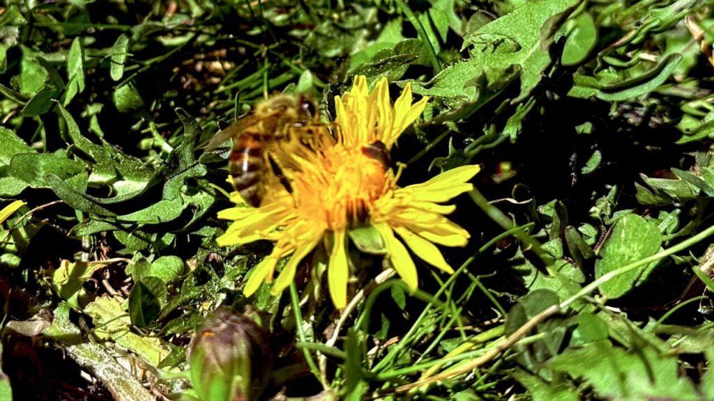 En nærbilde av en bie som sitter på en gul løvetannblomst omgitt av grønt gress og løvetannblader. Bildet viser pollinering i aksjon og illustrerer hvor viktig løvetann er for tidlige pollinatorer som bier.