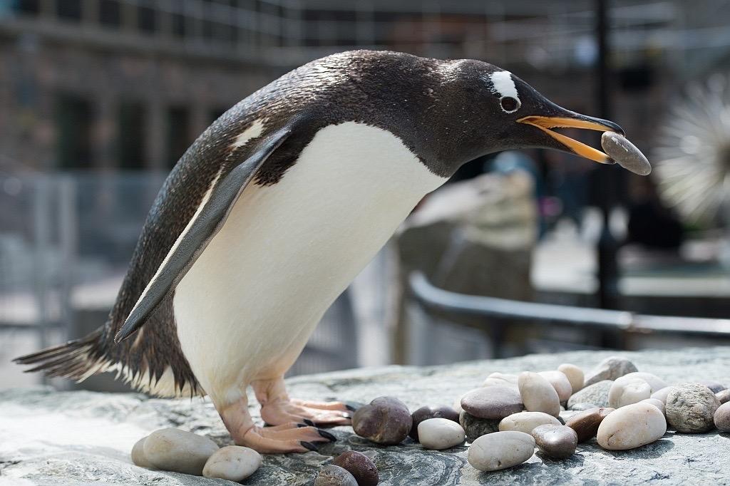 Pingvin på Akvariet i Bergen med rund stein i munnen.