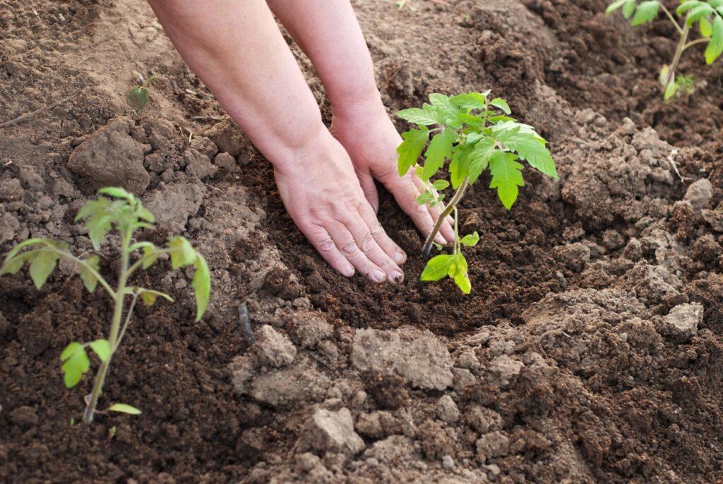 Bilde av hender i jord som planter en plante.